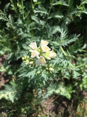 Polemonium foliosissimum