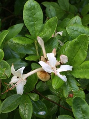 Rhododendron canescens
