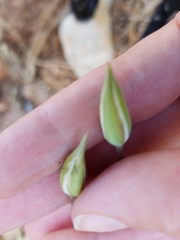 Calochortus invenustus