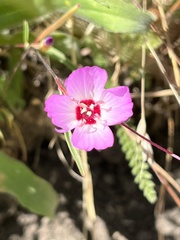 Clarkia franciscana