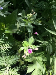 Geranium viscosissimum