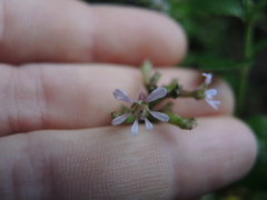 Cuphea racemosa