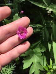 Geranium viscosissimum