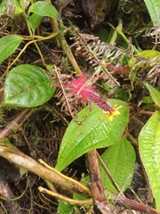 Columnea minor