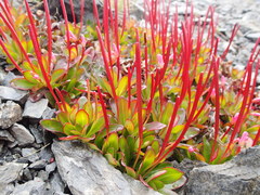 Epilobium crassum