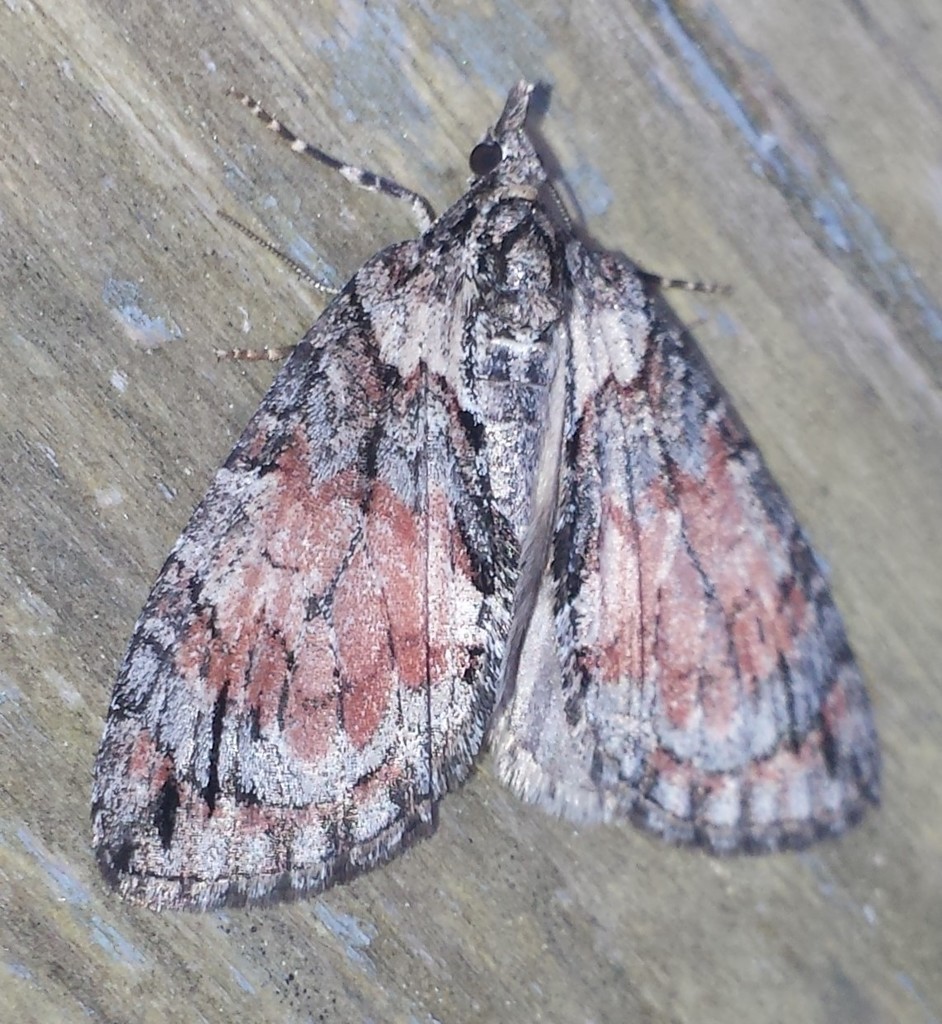 Shattered Hydriomena Moth