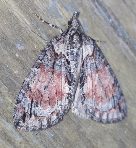 Shattered Hydriomena Moth
