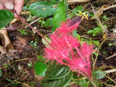 Columnea minor