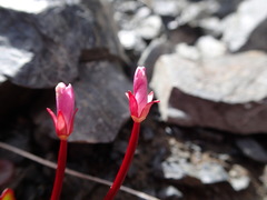 Epilobium crassum