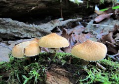 Cystoderma granosum
