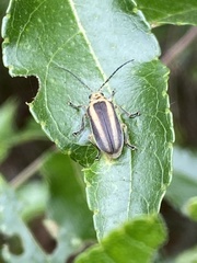 Derospidea brevicollis