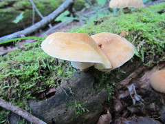 Cystoderma granosum