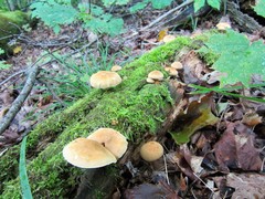 Cystoderma granosum