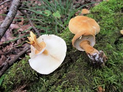 Cystoderma granosum