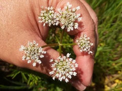 Oenanthe globulosa