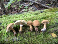 Cystoderma granosum
