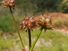 Oenanthe globulosa