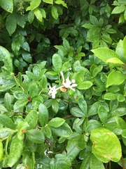 Rhododendron canescens
