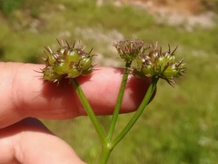Oenanthe globulosa