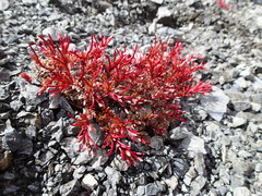 Epilobium porphyrium
