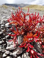 Epilobium porphyrium