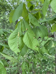 Phylloxera caryaeglobuli