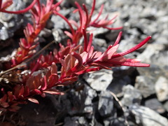 Epilobium porphyrium