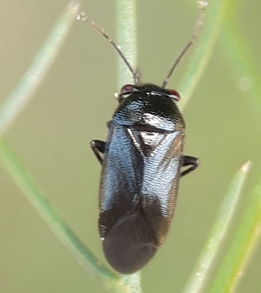 Strongylocoris atrocoeruleus