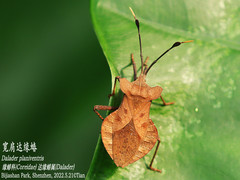 Dalader planiventris