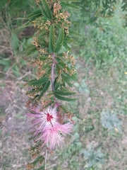 Calliandra parvifolia