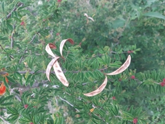 Calliandra parvifolia