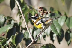 Spindalis dominicensis