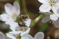 Andrena rugosa
