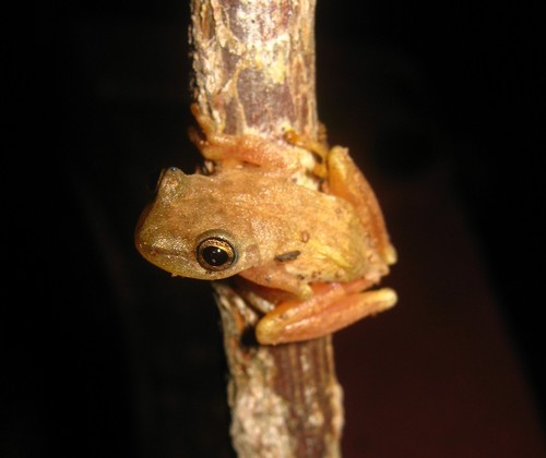 Emerald Tree Frog