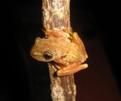 Emerald Treefrog photo 5