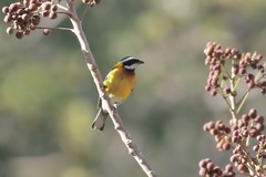 Spindalis dominicensis