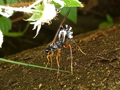 Coleocentrus excitator