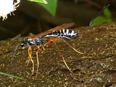 Coleocentrus excitator