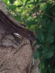 Anolis homolechis
