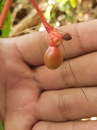 Image of Quassia amara by (c) Alberto Alcalá, some rights reserved (CC BY)