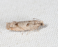 Pseudexentera vaccinii