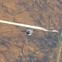 Acilius abbreviatus