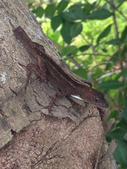 Anolis homolechis