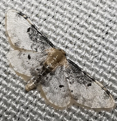 Idaea filicata