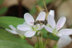 Lasioglossum versans