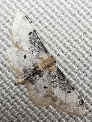 Idaea filicata