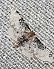 Idaea filicata