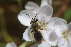 Andrena rugosa