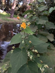 Abutilon grandifolium