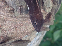 Anolis homolechis
